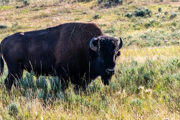 Bison Amérique Dans Parc National Yellowstone Wyoming — Photo