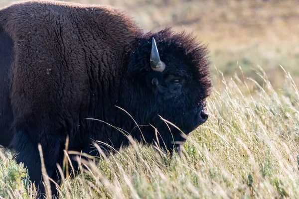 Bisonte Americano Campo Del Parque Nacional Yellowstone Wyoming — Foto de Stock