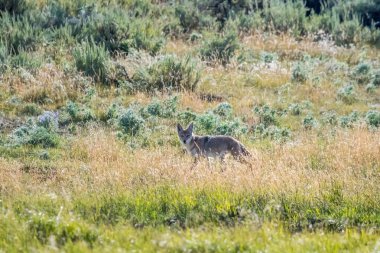 Yellowstone Ulusal Parkı, Wyoming 'de bir çakal.