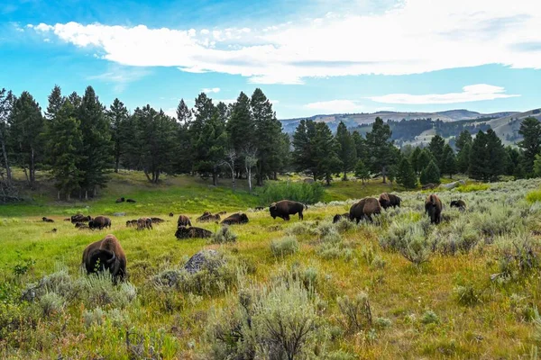 Bisonte Americano Campo Del Parque Nacional Yellowstone Wyoming — Foto de Stock