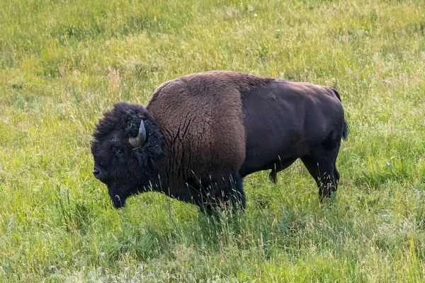 American Bison Field Yellowstone National Park Wyoming — Stock Photo, Image