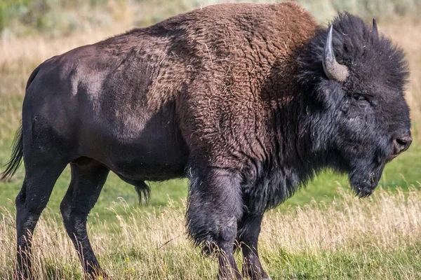 American Bison Field Yellowstone National Park Wyoming — Stock Photo, Image