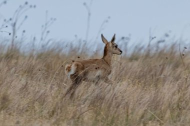 Antilop Adası SP, Utah 'ta.