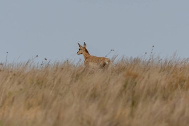 Antilop Adası SP, Utah 'ta.