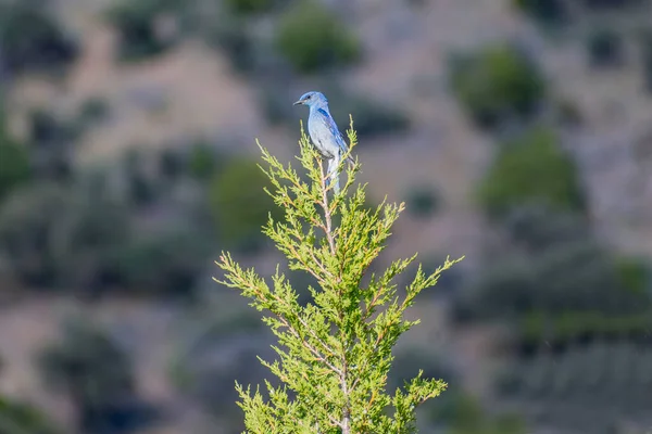 Mountain Bluebird Lewis Och Clark Cavern Montana — Stockfoto