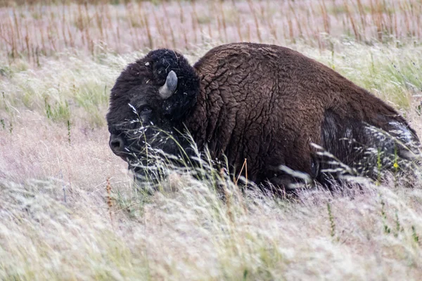 American Bison Field Antelope Island Utah — Stock Photo, Image