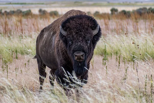 American Bison Nel Campo Antelope Island Utah — Foto Stock