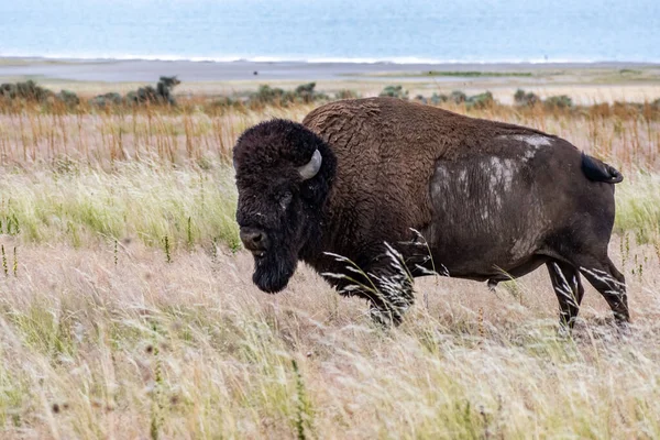 Bison Amérique Dans Domaine Antelope Island Utah — Photo