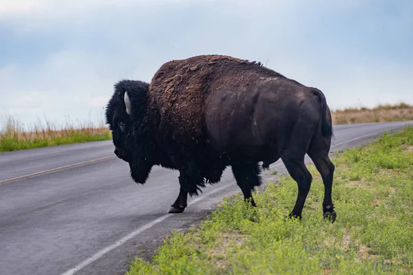 Bisonte Americano Campo Antelope Island Utah — Foto de Stock