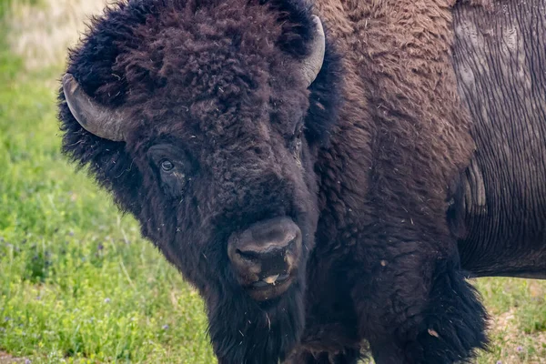 Bisonte Americano Campo Antelope Island Utah — Foto de Stock