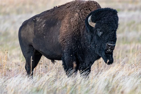 Amerikanischer Bison Bereich Des Antelope Island Utah — Stockfoto