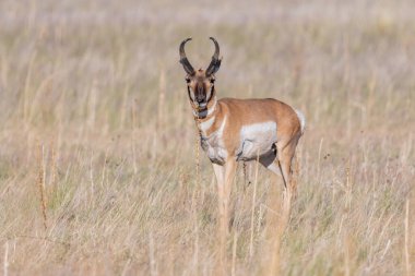Antilop Adası SP, Utah 'ta.