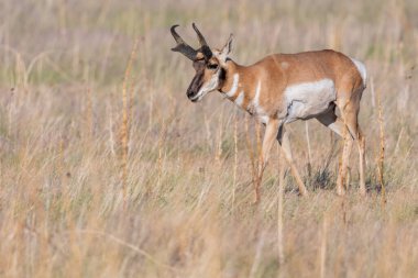 Antilop Adası SP, Utah 'ta.