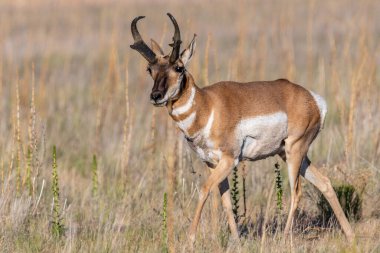 Antilop Adası SP, Utah 'ta.
