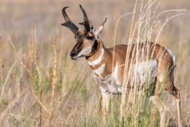 Antilop Adası SP, Utah 'ta.