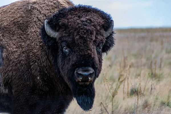 American Bison Field Antelope Island Γιούτα — Φωτογραφία Αρχείου