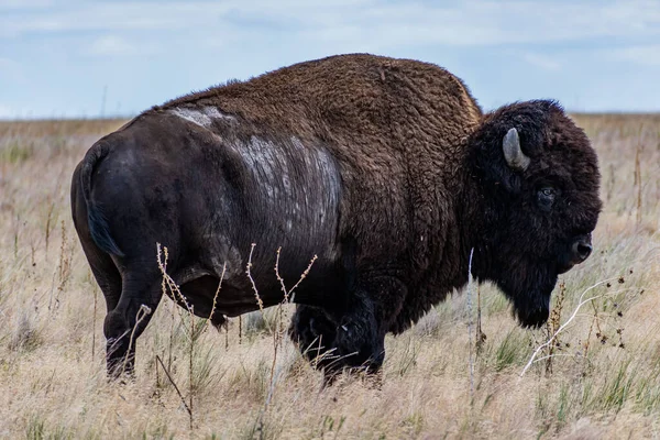 Amerikanischer Bison Bereich Des Antelope Island Utah — Stockfoto