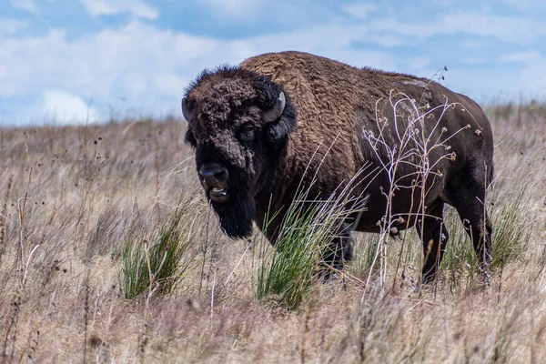 Bison Amérique Dans Domaine Antelope Island Utah — Photo