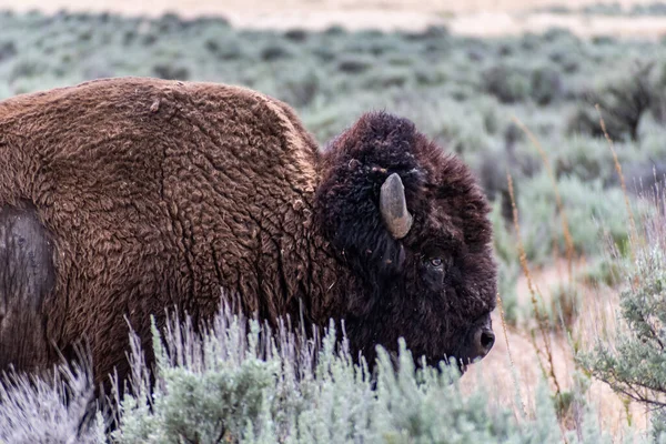 Bisonte Americano Campo Antelope Island Utah — Foto de Stock