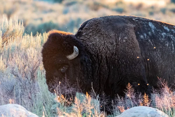 Bison Amérique Dans Domaine Antelope Island Utah — Photo