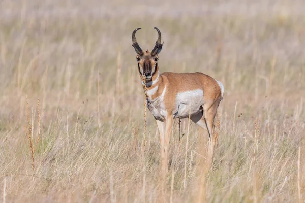 犹他州Antelope Island Sp野外的Pronghorn — 图库照片