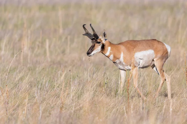 Pronghorn Området Antelope Island Utah — Stockfoto