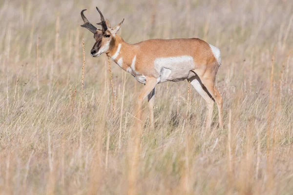 犹他州Antelope Island Sp野外的Pronghorn — 图库照片