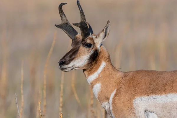 犹他州Antelope Island Sp野外的Pronghorn — 图库照片