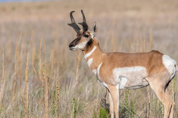 犹他州Antelope Island Sp野外的Pronghorn — 图库照片