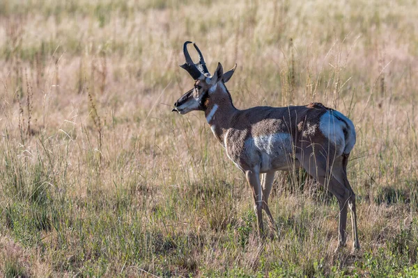 犹他州Antelope Island Sp野外的Pronghorn — 图库照片