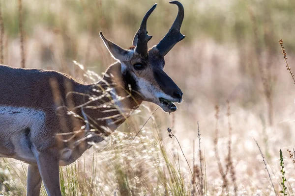 犹他州Antelope Island Sp野外的Pronghorn — 图库照片