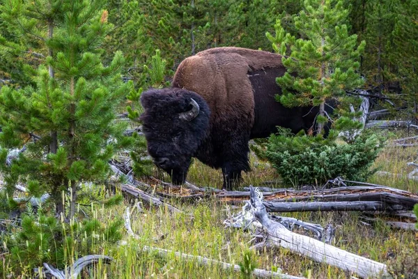 American Bison Nel Campo Del Parco Nazionale Yellowstone Wyoming — Foto Stock