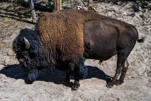 American Bison Field Yellowstone National Park Wyoming — Stock Photo, Image