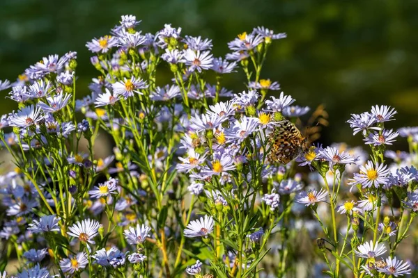 怀俄明州格朗蒂顿国家公园的一只小珠斑蝴蝶 — 图库照片