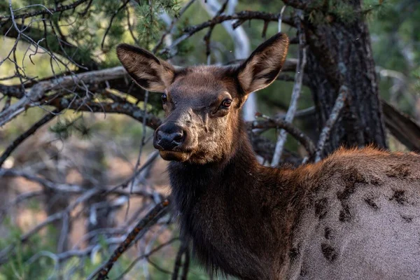 Female Elk Grand Canyon National Park Arizona — Stock Photo, Image