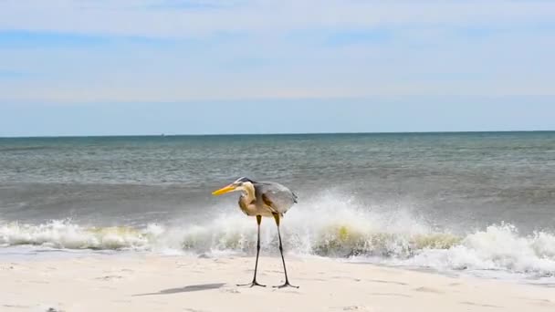 Great Blue Heron Perdido Key State Park Florida — Stock Video