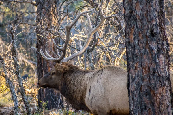 Male Elk Grand Canyon National Park Arizona — Stock Photo, Image