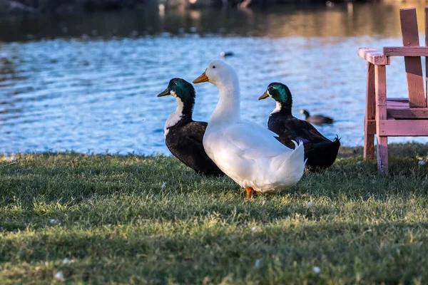 Diferentes Raças Patos Phoenix Arizona — Fotografia de Stock