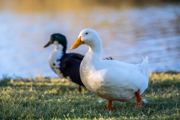Different breed of ducks in Yuma, Arizona