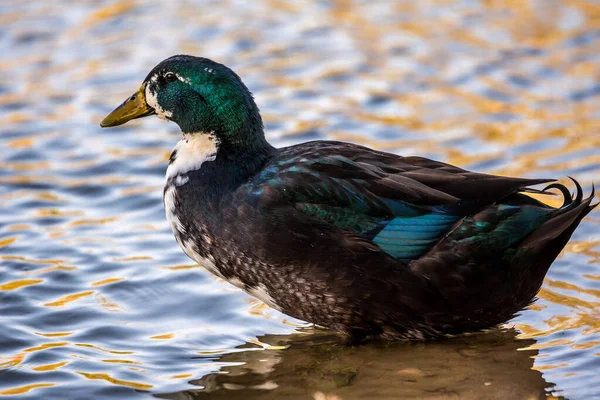 Een Grote Mallard Yuma Arizona — Stockfoto