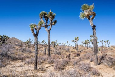 Joshua Tree Ulusal Parkı, Kaliforniya 'da Joshua Trees