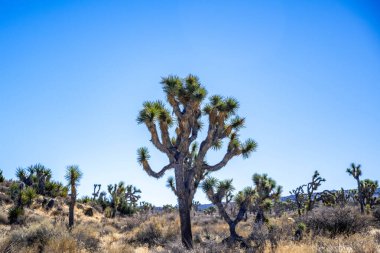 Joshua Tree Ulusal Parkı, Kaliforniya 'da Joshua Trees