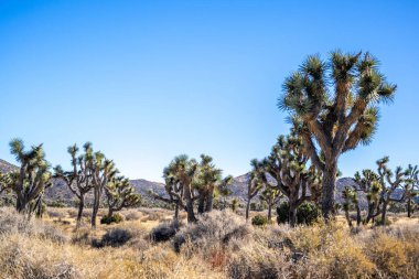 Joshua Tree Ulusal Parkı, Kaliforniya 'da Joshua Trees