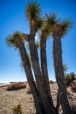 Joshua Tree Ulusal Parkı, Kaliforniya 'da Joshua Trees