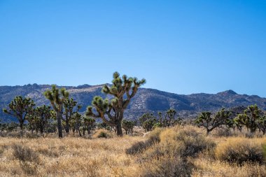 Joshua Tree Ulusal Parkı, Kaliforniya 'da Joshua Trees