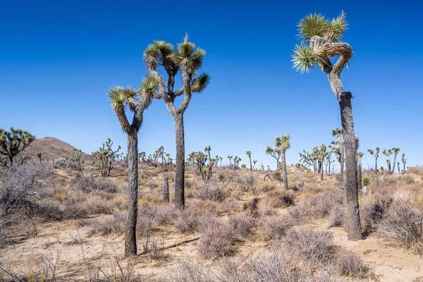 Joshua Trees Στο Εθνικό Πάρκο Joshua Tree Καλιφόρνια — Φωτογραφία Αρχείου