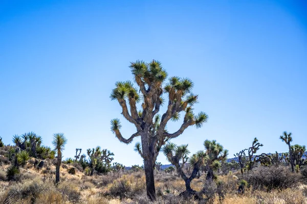 Joshua Stromy Joshua Tree National Park Kalifornie — Stock fotografie