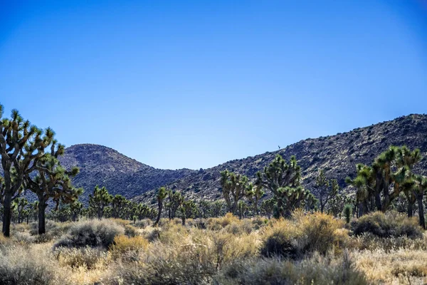 Joshua Trees Στο Εθνικό Πάρκο Joshua Tree Καλιφόρνια — Φωτογραφία Αρχείου