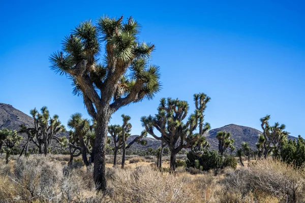 stock image Joshua Trees in Joshua Tree National Park, California