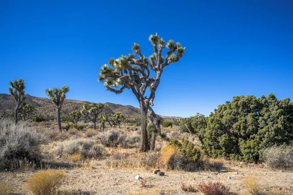 Joshua Trees Dans Parc National Joshua Tree Californie — Photo